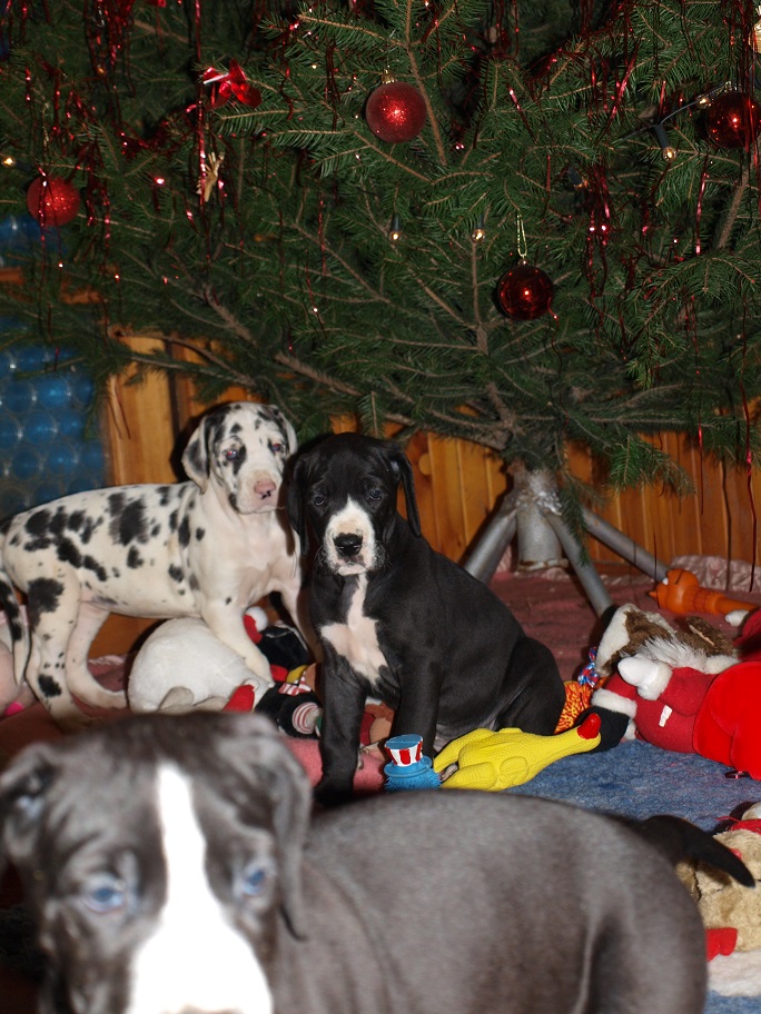 Catley Ranch vrh L 2014 - fotografie 7
