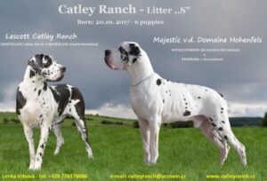 Catley Ranch vrh S 2017 - fotografie 2