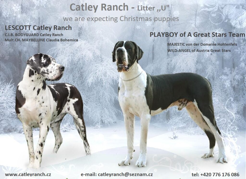 Catley Ranch vrh U 2018