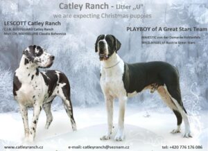 Catley Ranch vrh U 2018 - fotografie 2